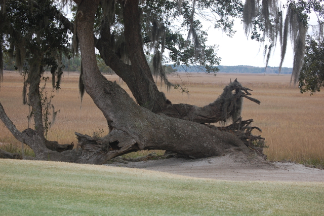 Datawgnarledliveoaktoppled