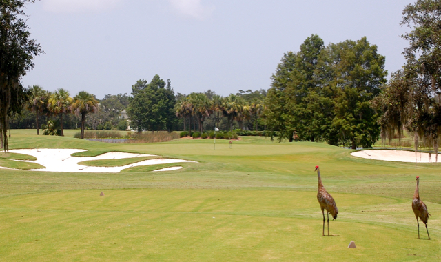 Laurel Oak Sandhill Cranes