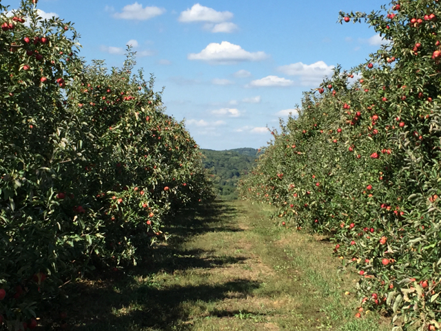 LymanOrchardapples