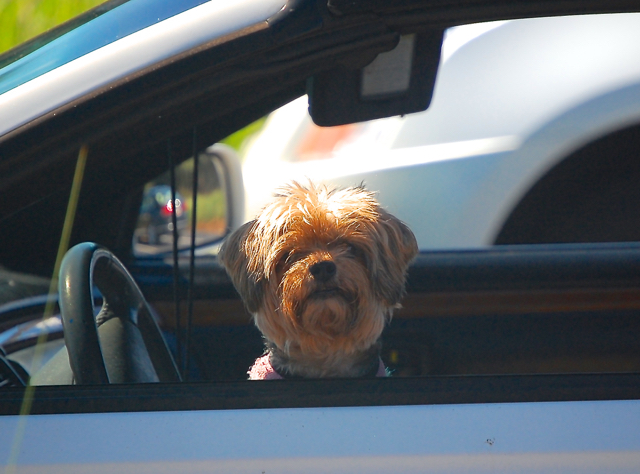 The dog in the Debordieu beach club parking lot gave the editor the silent treatment. He must know that things are relaxed and peaceful in the community. 