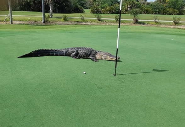 Myakka Pines Aligator