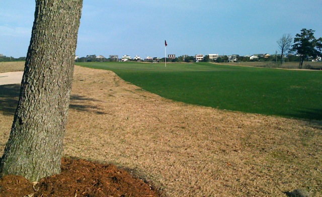 Pawleys16frontwtree