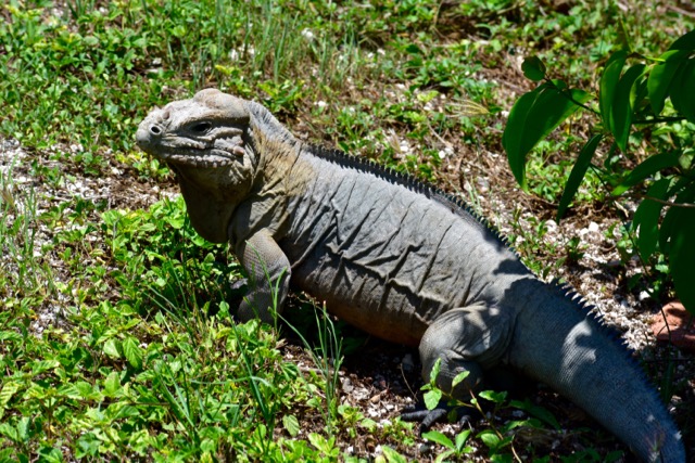 Punta Espace iguana