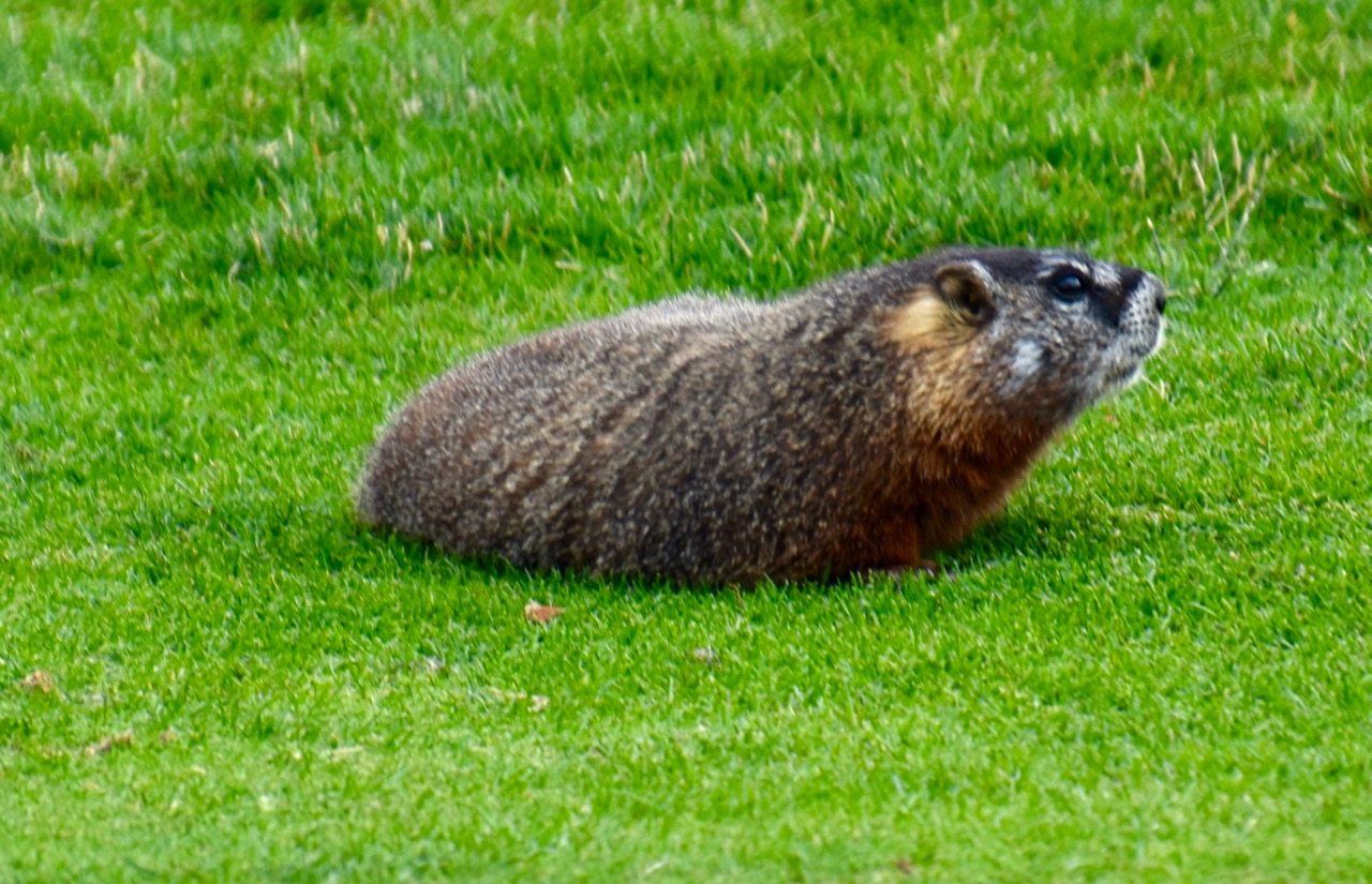 JHGT Marmot