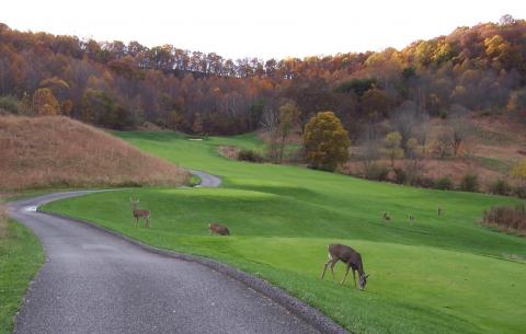 stonewalldeer.jpg