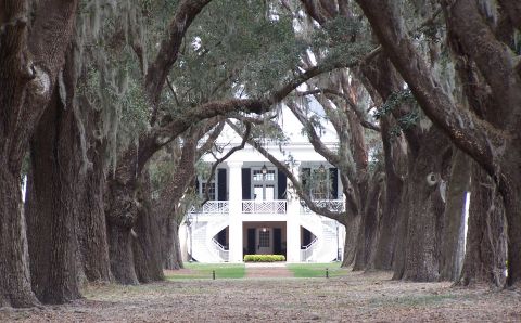 FordPlantationClubhouseLiveOaks