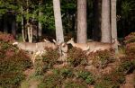 Bay Creek's deer fatten up on 50,000 rose and azalea bushes.