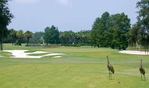 LaurelOakSandhillCranes13thtee