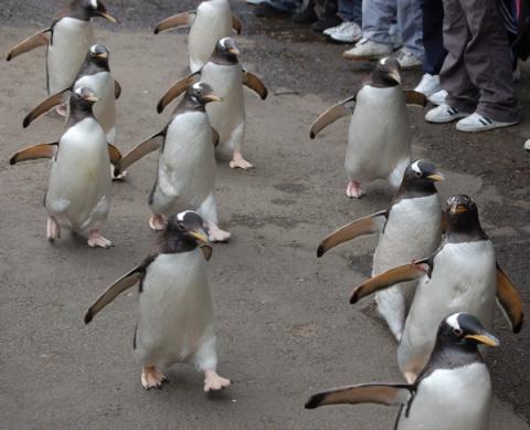 edinburghzoopenguinmarch.jpg