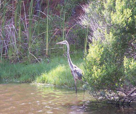 greatblueheronduneswest.jpg