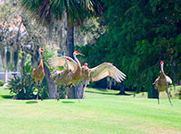 Laurel Oak CC, Sarasota, FL