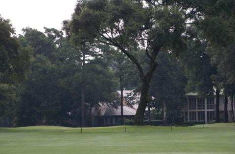 pawleys9tree.jpg