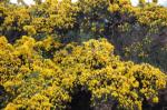standrewsgorse.jpg standrewsgorse.jpg
